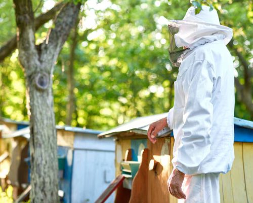 Wasp Nest Removal